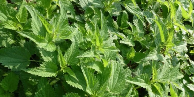 Planta minune care ajută organismul. Se găsește oriunde și nu costă bani! Bunicii noștri se bucurau din belșug de ea!