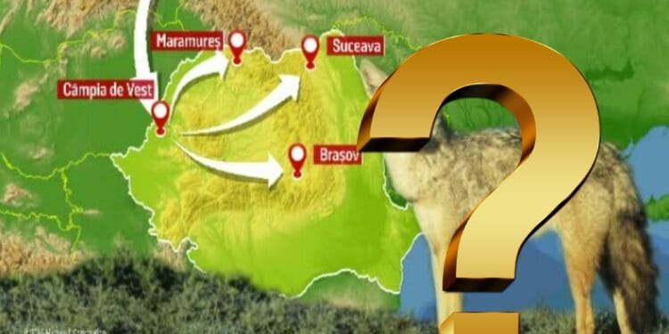 Animalul periculos care i-a făcut cu capul pe oameni. Încet, încet se răspândește pe teritoriul României. Face prăpăd pe unde ajunge