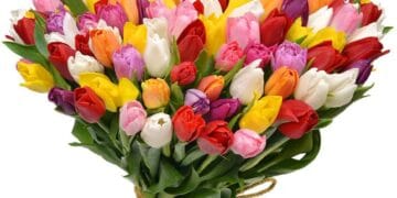 Dăruiesc un buchet de flori? Ce flori? Cum aleg ce trebuie. Ce înseamnă lalelele? Cum alegem un buchet pentru iubite?