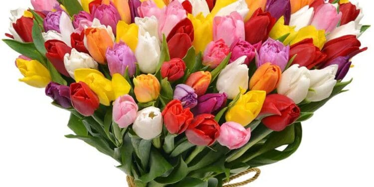 Dăruiesc un buchet de flori? Ce flori? Cum aleg ce trebuie. Ce înseamnă lalelele? Cum alegem un buchet pentru iubite?