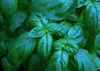 Busuiocul și influențele lui! Este bine să îl avem în case, aduce noroc și bunăstare! În luna martie este bine să fie în toate casele