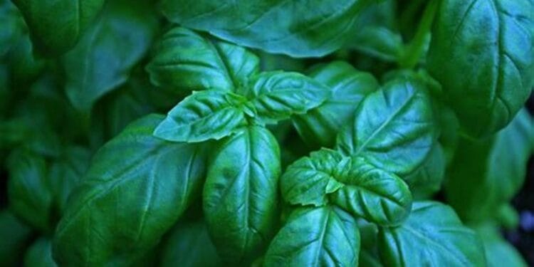 Busuiocul și influențele lui! Este bine să îl avem în case, aduce noroc și bunăstare! În luna martie este bine să fie în toate casele