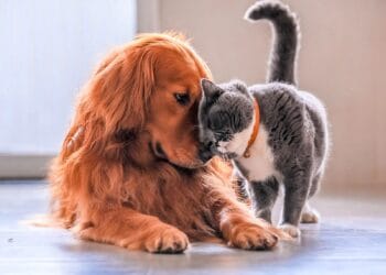 Vestea imensă a zilei. Câinii și pisicile au dreptul la plimbare prin instituțiile publice din România