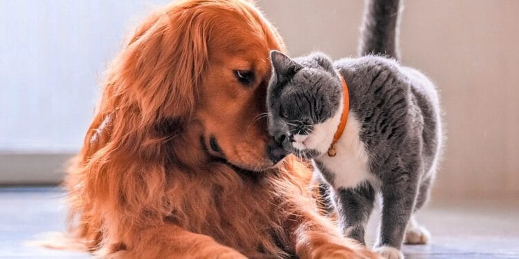 Vestea imensă a zilei. Câinii și pisicile au dreptul la plimbare prin instituțiile publice din România