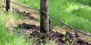 Ce este atât de important să pui la rădăcina copacilor, doar în luna martie. Are un rol miraculos