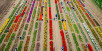 Locul de poveste. Olanda? E în România. Paradisul florilor din țară care poate fi vizitat. Se transformă de la o zi la alta