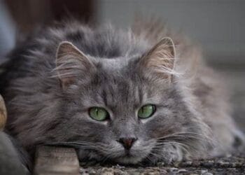 Ce îți transmite pisicuța ta? Iată că, unele manifestări ale felinelor, ne transmit un mesaj. Fericire, supărare sau senzația de foame, toate prin simple manifestări