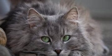 Ce îți transmite pisicuța ta? Iată că, unele manifestări ale felinelor, ne transmit un mesaj. Fericire, supărare sau senzația de foame, toate prin simple manifestări