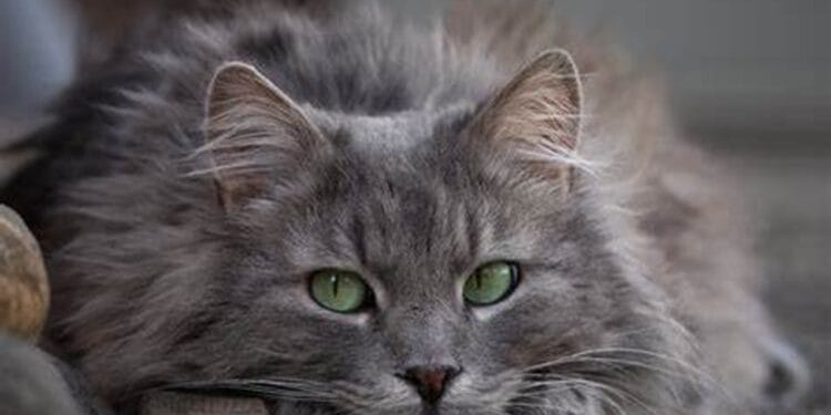 Ce îți transmite pisicuța ta? Iată că, unele manifestări ale felinelor, ne transmit un mesaj. Fericire, supărare sau senzația de foame, toate prin simple manifestări