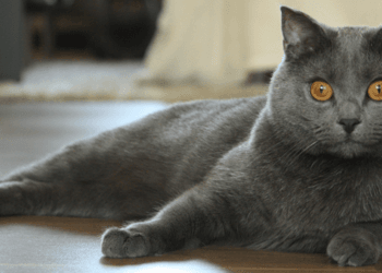 Pisicuțele, o adevărată minune. Care sunt comportamentele felinelor din casele noastre, un mister!