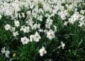Festivalul narciselor – sărbătoarea primăverii. Locul fermecat din România unde florilor miros a poveste de neuitat