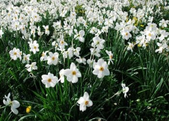 Festivalul narciselor – sărbătoarea primăverii. Locul fermecat din România unde florilor miros a poveste de neuitat