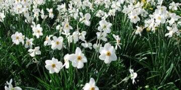 Festivalul narciselor – sărbătoarea primăverii. Locul fermecat din România unde florilor miros a poveste de neuitat