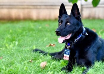 Șuier pleacă în sfârșit acasă. Ciobănescul german s-a pensionat! Unde va petrece restul zilelor…