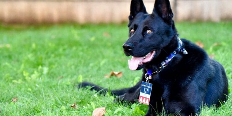 Șuier pleacă în sfârșit acasă. Ciobănescul german s-a pensionat! Unde va petrece restul zilelor…