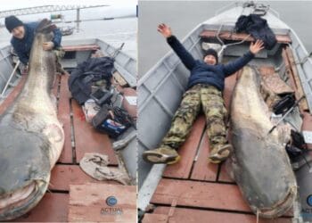 Un pește cu o greutate de Cartea Recordurilor a fost capturat din apele dulci ale Dunării din România