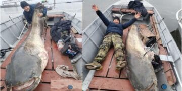 Un pește cu o greutate de Cartea Recordurilor a fost capturat din apele dulci ale Dunării din România