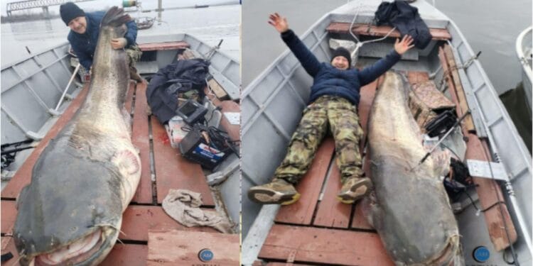 Un pește cu o greutate de Cartea Recordurilor a fost capturat din apele dulci ale Dunării din România