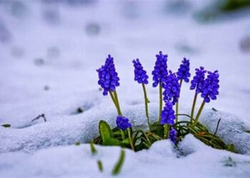 Zăpada mieilor. Ce semnificație are? Cum și-a lepădat Baba Dochia cele 9 cojoace, iar apoi a murit?