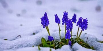 Zăpada mieilor. Ce semnificație are? Cum și-a lepădat Baba Dochia cele 9 cojoace, iar apoi a murit?