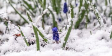 Iarna târzie din martie sau ”zăpada mieilor”. Câte grade vor arăta termometrele după jumătatea lunii!