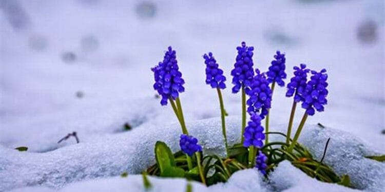 Zăpada mieilor. Ce semnificație are? Cum și-a lepădat Baba Dochia cele 9 cojoace, iar apoi a murit?