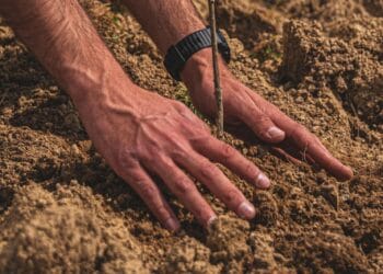 Holcim România ajută pădurile din România! Un proiect în care s-au plantat 40.000 de puieți! Acesta continuă!