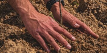 Holcim România ajută pădurile din România! Un proiect în care s-au plantat 40.000 de puieți! Acesta continuă!