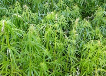 Reținuți pentru trafic de droguri! Ce au găsit oamenii legii la domiciliile acestora…