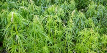 Reținuți pentru trafic de droguri! Ce au găsit oamenii legii la domiciliile acestora… 