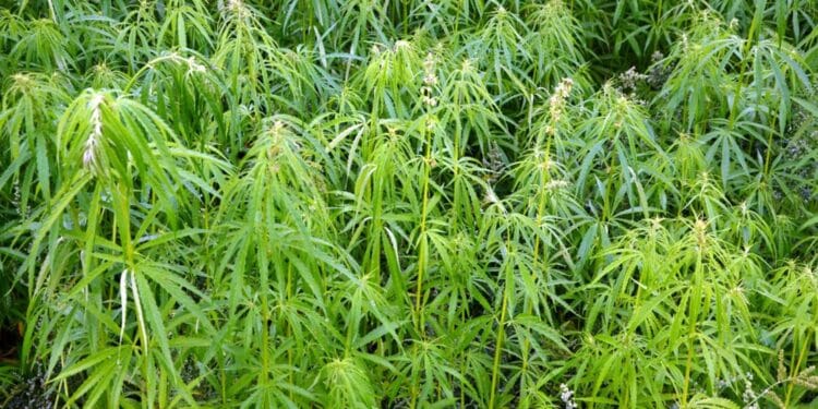 Reținuți pentru trafic de droguri! Ce au găsit oamenii legii la domiciliile acestora…