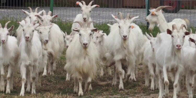 Câteva capre, motiv de scandal. O femeie a ajuns la spital cu multiple traumatisme!