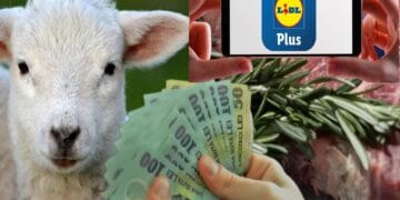 Mielul îți trage clapa de Paște. Țeapa la 10 lei, per kilogram. Cât costă mielul la LIDL. Îl comanzi simplu, prin aplicație