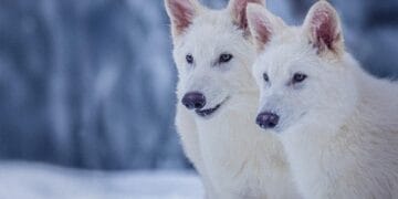 Romulus și Remus au reînviat! Cei doi frați sunt frumoși și au o legendă în spate de 10.000 de ani!