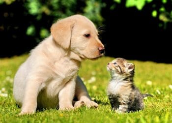 Ține animalul de companie departe de paraziți! Sezonul cald aduce multe pericole ascunse pentru companionii noștri!