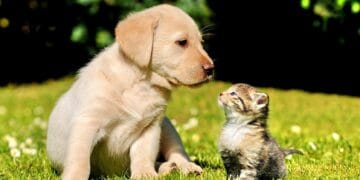 Ține animalul de companie departe de paraziți! Sezonul cald aduce multe pericole ascunse pentru companionii noștri!