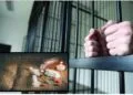 Caz șocant într-o familie. Soția era dealer de droguri pentru partenerul de viață, încarcerat