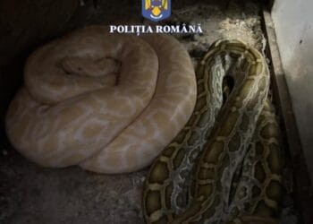 O fermă ilegală de șerpi a fost descoperită de polițiști! Cu ce îi hrănea bărbatul, i-a șocat pe oamenii legii!