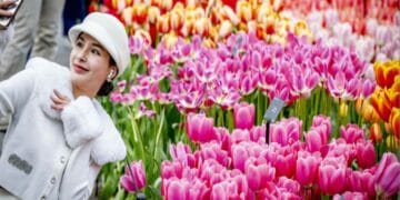 O grădină cu 7 milioane de flori atrage ca un magnet turiștii după ce și-a deschis porțile. Imagini cu peisajul uluitor și programul de vizitare