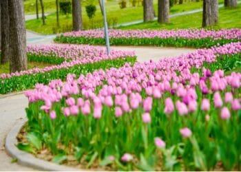 Secretul din bătrâni. Ce trebuie să faci cu bulbii lalelelor, după ce dispar florile