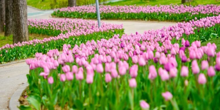 Secretul din bătrâni. Ce trebuie să faci cu bulbii lalelelor, după ce dispar florile