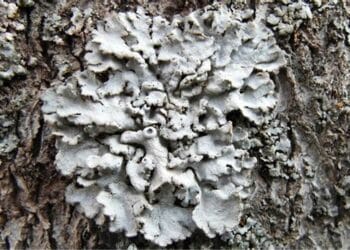 Un aliment menționat în BIBLIE, este actual și acum. Care este și ce beneficii aduce, aflați aici