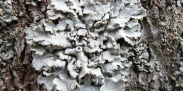 Un aliment menționat în BIBLIE, este actual și acum. Care este și ce beneficii aduce, aflați aici