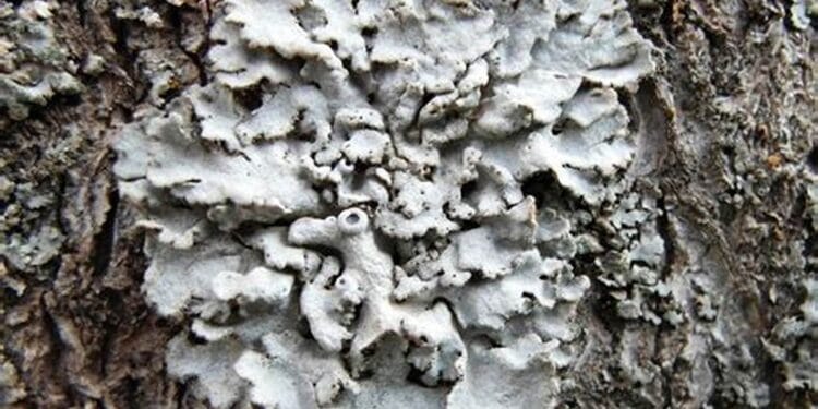 Un aliment menționat în BIBLIE, este actual și acum. Care este și ce beneficii aduce, aflați aici