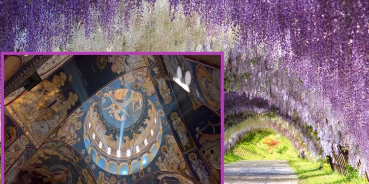 Mânăstirea din România transformată într-un colț de Rai de o plantă senzațională care are și proprietăți vindecătoare