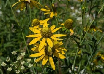 Ce trebuie să știi despre Mărită-mă, mamă? Sfatul nostru, stai foarte departe de ea!