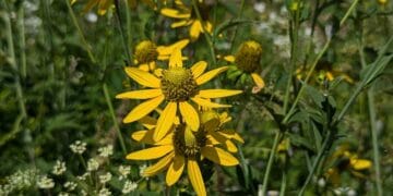 Ce trebuie să știi despre Mărită-mă, mamă? Sfatul nostru, stai foarte departe de ea!