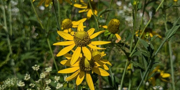 Ce trebuie să știi despre Mărită-mă, mamă? Sfatul nostru, stai foarte departe de ea!