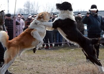 Lupte ilegale de câini! Se pregăteau să între în ring 30 de câini din diverse rase! Organizatorii riscă pedepse cu închisoarea!