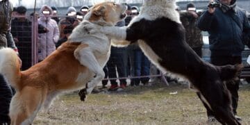 Lupte ilegale de câini! Se pregăteau să între în ring 30 de câini din diverse rase! Organizatorii riscă pedepse cu închisoarea!